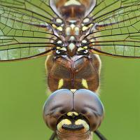 Migrant Hawker 7 